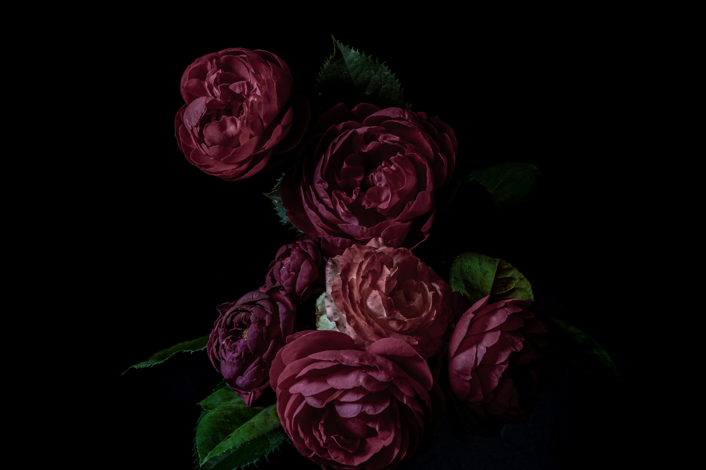 Bouquet of Dark Lilac Roses on a Black Background